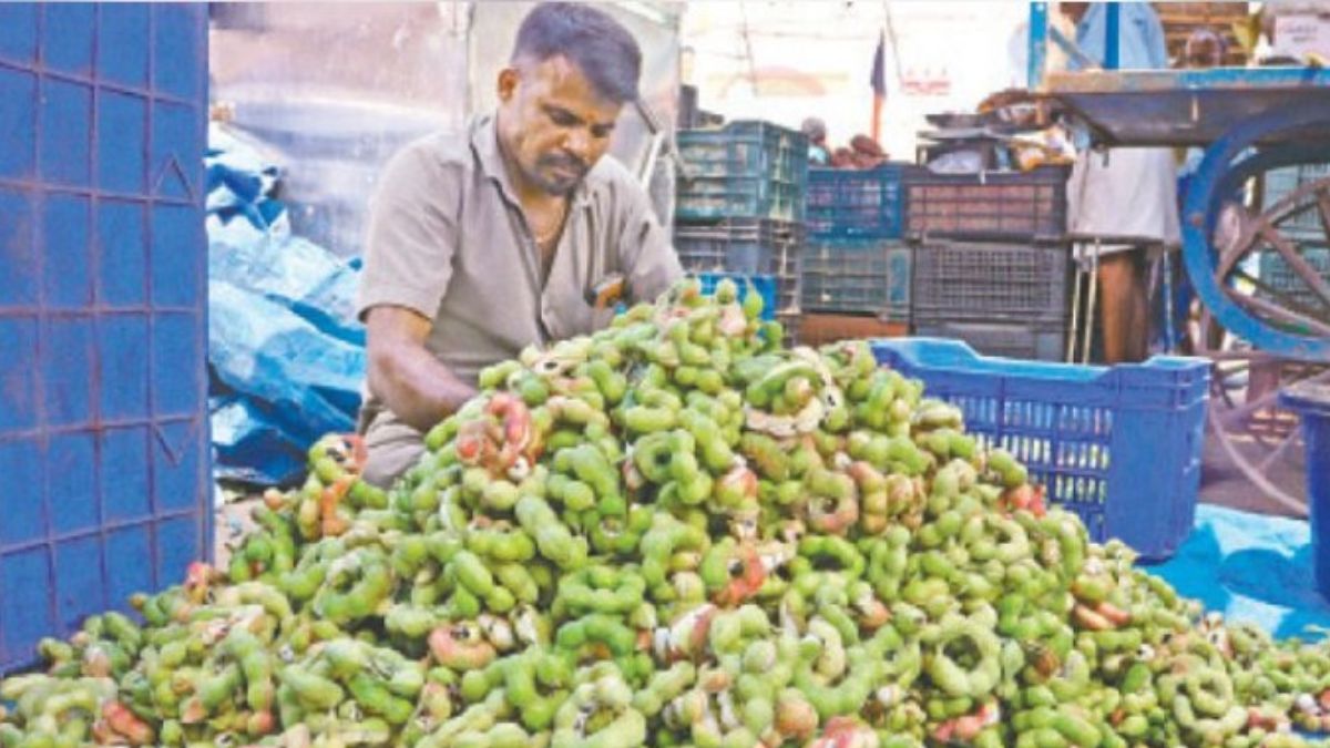 “தங்கவிலையில்தாதம்பட்டிகொடிக்காய்”: ஒருகிலோரூ.350-க்குவிற்பனையானாலும்அள்ளிச்செல்லும்ஜனம் – மருத்துவகுணத்தால்விருதுநகரில்மவுசு!