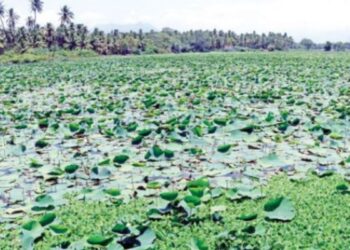 ஆசிட் ஊற்றி இயற்கை அழிப்பு – ரவுடி கும்பல் அட்டூழியத்திற்கு முற்றுப்புள்ளி வைக்க கலெக்டர் அழகுமீனா அதிரடி உத்தரவு!