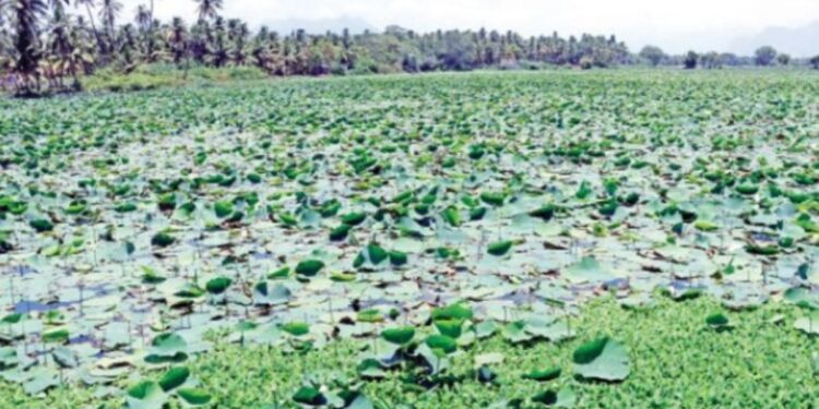 ஆசிட் ஊற்றி இயற்கை அழிப்பு – ரவுடி கும்பல் அட்டூழியத்திற்கு முற்றுப்புள்ளி வைக்க கலெக்டர் அழகுமீனா அதிரடி உத்தரவு!