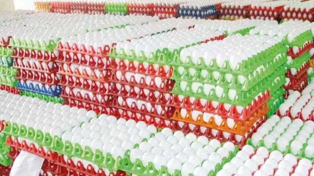 நாமக்கல்லில் 20 கோடி முட்டைகள் தேக்கம்; ஈரான் – இஸ்ரேல் போரால் முடங்கிய ஏற்றுமதி!” – நடுக்கடலில் தவிக்கும் 3.50 கோடி முட்டைகள்!