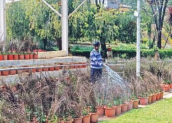 “ஊட்டி மலர் கண்காட்சிக்குத் தயார்!” – சுட்டெரிக்கும் வெயில், வாட்டும் பனி; 35 ஆயிரம் மலர் தொட்டிகளைக் காக்க ஊழியர்கள் தீவிரப் போராட்டம்!