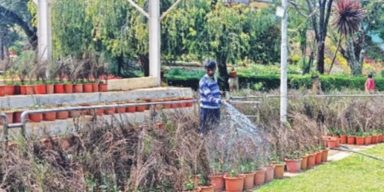 “ஊட்டி மலர் கண்காட்சிக்குத் தயார்!” – சுட்டெரிக்கும் வெயில், வாட்டும் பனி; 35 ஆயிரம் மலர் தொட்டிகளைக் காக்க ஊழியர்கள் தீவிரப் போராட்டம்!