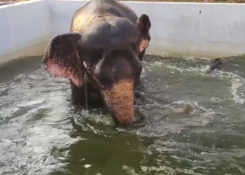 ஆக்கூர் ஶ்ரீ சீதளாதேவி மாரியம்மன் கோவில் தீமிதி திருவிழா