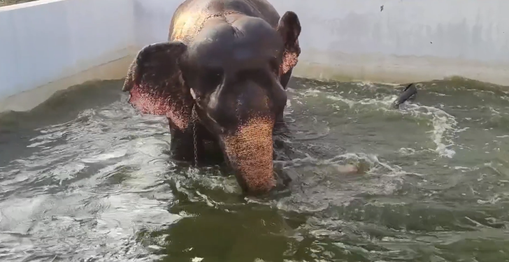 ஆக்கூர் ஶ்ரீ சீதளாதேவி மாரியம்மன் கோவில் தீமிதி திருவிழா