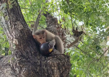 சிங்கனோடை கிராமத்தில் சாலை ஓரம் நுங்கு விற்பனை நொங்கு கேட்டு அடம் பிடித்த குரங்கு