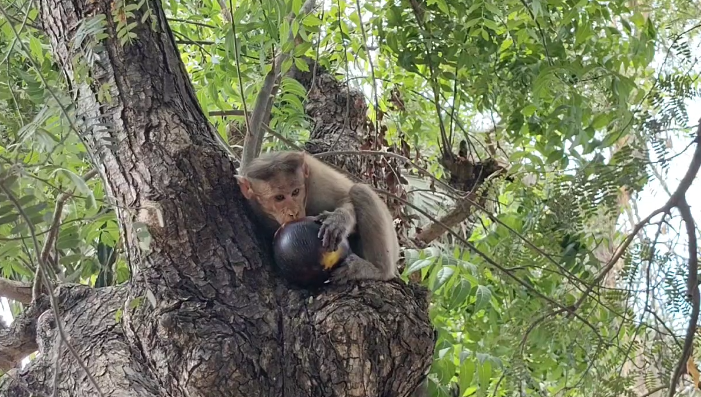 சிங்கனோடை கிராமத்தில் சாலை ஓரம் நுங்கு விற்பனை நொங்கு கேட்டு அடம் பிடித்த குரங்கு