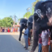தருமபுரம் ஆதீனத்தில் புகழ்பெற்ற பட்டின பிரவேசம் விழாவின் முக்கிய நிகழ்ச்சியான திருத்தேரோட்டம்