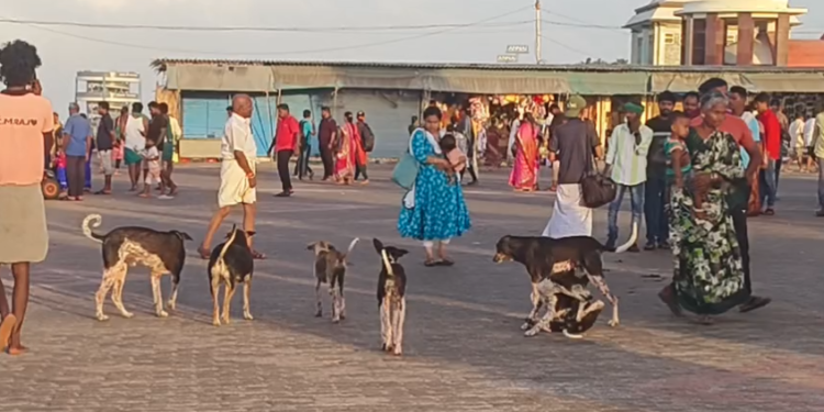 சர்வதேச சுற்றுலாத்தலமான கன்னியாகுமரியில் சுற்றுலா பயணிகள் கூடும் பகுதியில் தெரு நாய்கள் அச்சுறுத்தல்