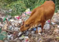 “50 ஆண்டுகளாக தூர்வாரப்படாத குளத்தை குப்பை மேடாக்கிய திருவாரூர் நகராட்சி நிர்வாகம்.. அடிக்கடி தீ விபத்து ஏற்படுவதால் பொதுமக்கள் கடும் அவதி