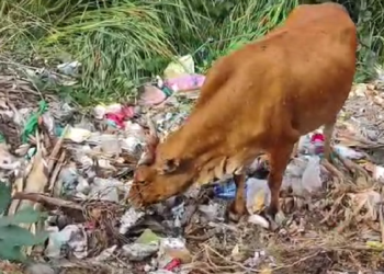 “50 ஆண்டுகளாக தூர்வாரப்படாத குளத்தை குப்பை மேடாக்கிய திருவாரூர் நகராட்சி நிர்வாகம்.. அடிக்கடி தீ விபத்து ஏற்படுவதால் பொதுமக்கள் கடும் அவதி