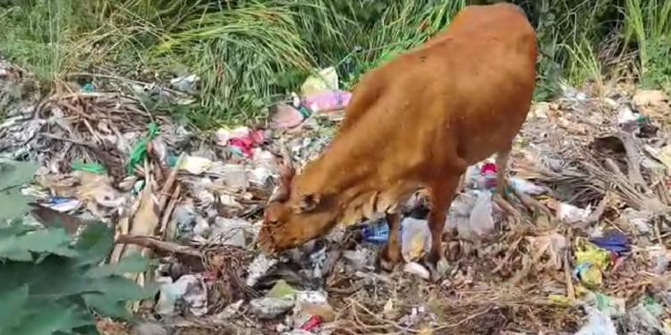 “50 ஆண்டுகளாக தூர்வாரப்படாத குளத்தை குப்பை மேடாக்கிய திருவாரூர் நகராட்சி நிர்வாகம்.. அடிக்கடி தீ விபத்து ஏற்படுவதால் பொதுமக்கள் கடும் அவதி