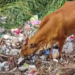 “50 ஆண்டுகளாக தூர்வாரப்படாத குளத்தை குப்பை மேடாக்கிய திருவாரூர் நகராட்சி நிர்வாகம்.. அடிக்கடி தீ விபத்து ஏற்படுவதால் பொதுமக்கள் கடும் அவதி