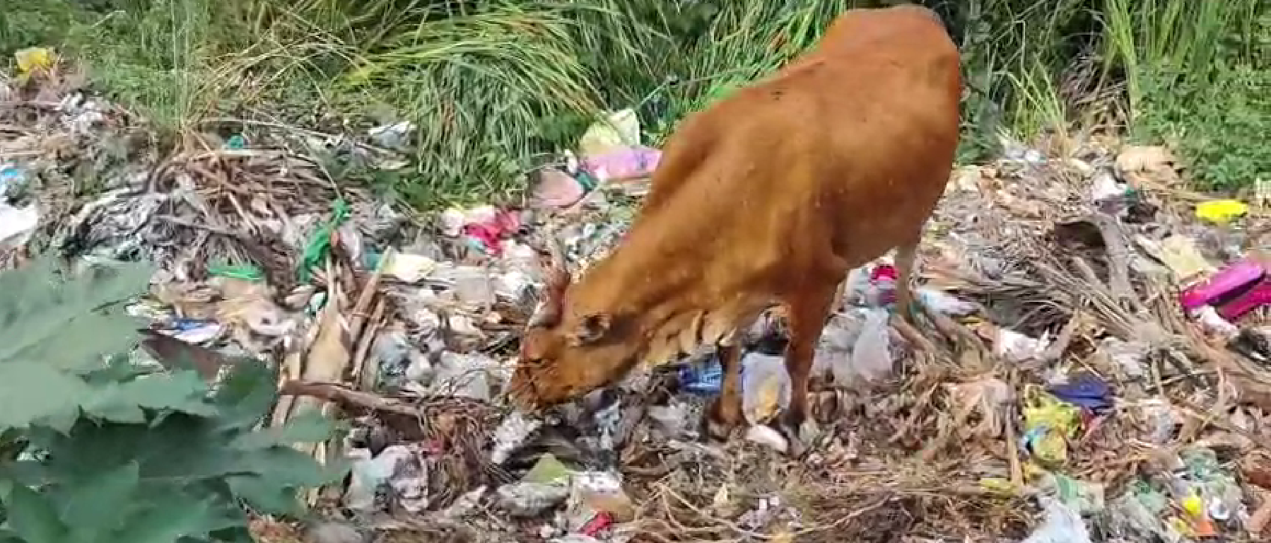 “50 ஆண்டுகளாக தூர்வாரப்படாத குளத்தை குப்பை மேடாக்கிய திருவாரூர் நகராட்சி நிர்வாகம்.. அடிக்கடி தீ விபத்து ஏற்படுவதால் பொதுமக்கள் கடும் அவதி