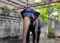 மாயூரநாதர் கோயில் யானையை வயதைக்காரணம் காட்டி ஓய்வு தேவையில்லை, நல்ல பராமரிப்பு வழங்க ஆர்வலர் கருத்து