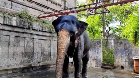 மாயூரநாதர் கோயில் யானையை வயதைக்காரணம் காட்டி ஓய்வு தேவையில்லை, நல்ல பராமரிப்பு வழங்க ஆர்வலர் கருத்து