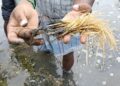 மாயூரநாதர் கோயில் யானையை வயதைக்காரணம் காட்டி ஓய்வு தேவையில்லை, நல்ல பராமரிப்பு வழங்க ஆர்வலர் கருத்து