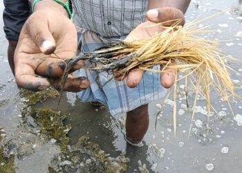 மாயூரநாதர் கோயில் யானையை வயதைக்காரணம் காட்டி ஓய்வு தேவையில்லை, நல்ல பராமரிப்பு வழங்க ஆர்வலர் கருத்து