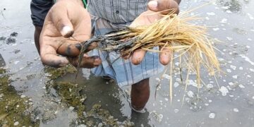 மாயூரநாதர் கோயில் யானையை வயதைக்காரணம் காட்டி ஓய்வு தேவையில்லை, நல்ல பராமரிப்பு வழங்க ஆர்வலர் கருத்து