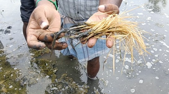 மாயூரநாதர் கோயில் யானையை வயதைக்காரணம் காட்டி ஓய்வு தேவையில்லை, நல்ல பராமரிப்பு வழங்க ஆர்வலர் கருத்து