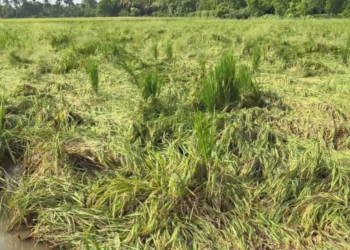மன்னம்பந்தலில் உள்ள அரசு உதவி பெறும் AVC கல்லூரியில் உலக புகைப்பட தினத்தை முன்னிட்டு புகைப்படக்கண்காட்சி