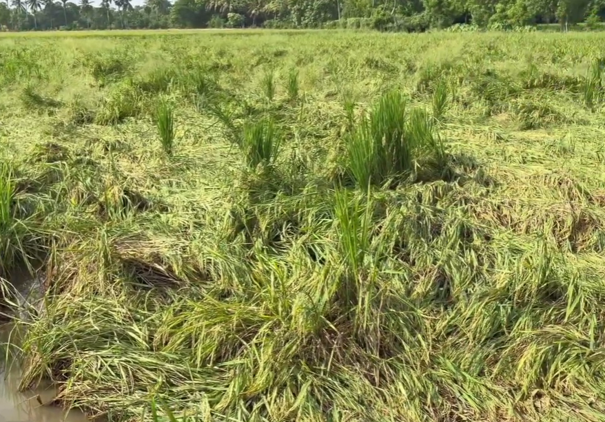 மன்னம்பந்தலில் உள்ள அரசு உதவி பெறும் AVC கல்லூரியில் உலக புகைப்பட தினத்தை முன்னிட்டு புகைப்படக்கண்காட்சி