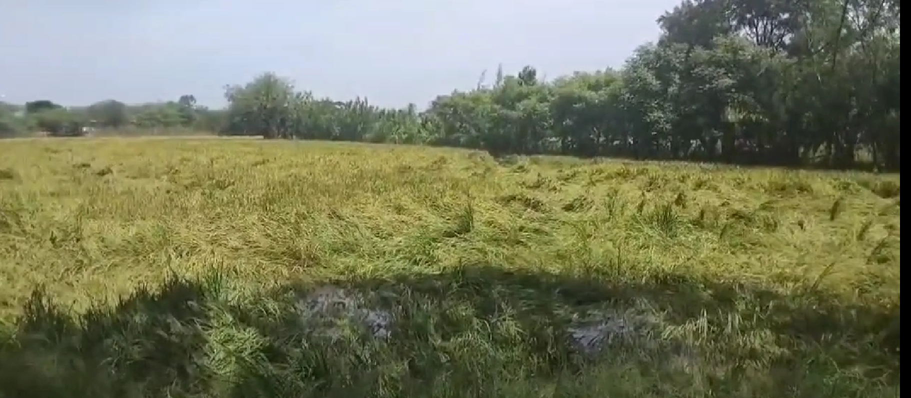 திருவாரூர் மாவட்டத்தில் கடந்த 2 நாட்களாக கனமழை 500 ஏக்கர் நெற்பயிர்கள் மூழ்கி சேதம்
