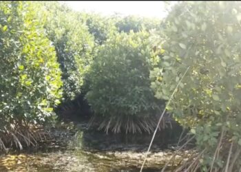 தமிழக பட்ஜெட்டில் மாங்குரோ காடுகளை புதிதாக கடலோர மாவட்டங்களில் உருவாக்க சமூகஆர்வலர்கள் கோரிக்கை.