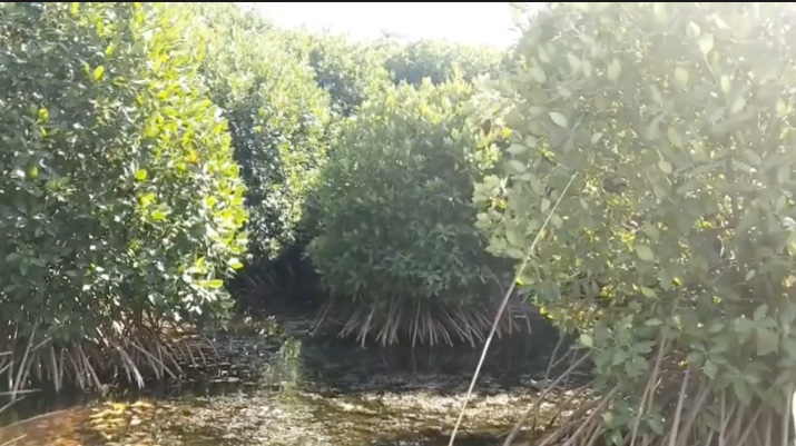 தமிழக பட்ஜெட்டில் மாங்குரோ காடுகளை புதிதாக கடலோர மாவட்டங்களில் உருவாக்க சமூகஆர்வலர்கள் கோரிக்கை.