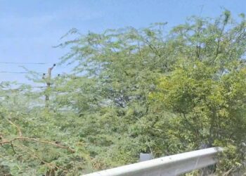 திண்டிவனம் அனைத்து மாவட்டங்களிலும் சீமைகருவறை மரங்களை அகற்றுவதை உறுதிசெய்ய சமூக ஆர்வலர் கோரிக்கை