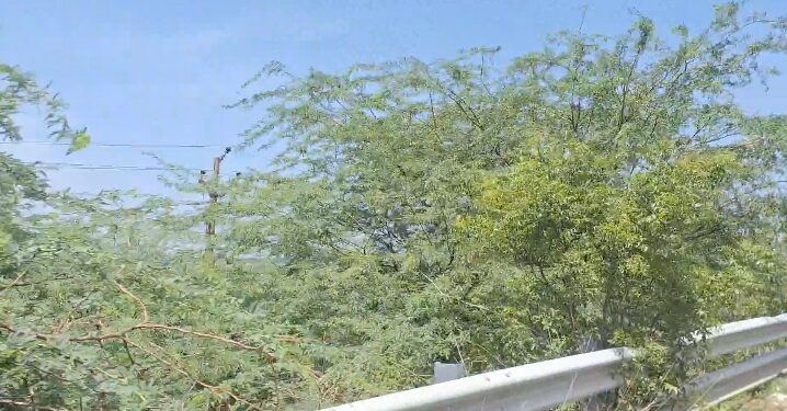 திண்டிவனம் அனைத்து மாவட்டங்களிலும் சீமைகருவறை மரங்களை அகற்றுவதை உறுதிசெய்ய சமூக ஆர்வலர் கோரிக்கை