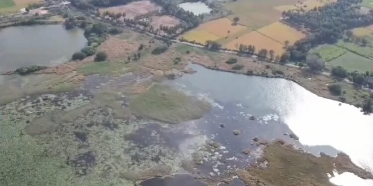 சீமை கருவேலம் மரங்களுக்குள் படர்ந்திருந்த ஏரியை கண்டுபிடித்து தூர்வாரும் பணியில் ஈடுபட்ட இளைஞர்கள்