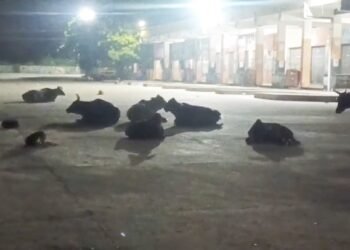 மயிலாடுதுறை சின்னக்கடை வீதி ஸ்ரீ சித்தி விநாயகர் ஆலயத்தில் சம்வத்ஸராபிஷேகம் & சங்கடகர சதுர்த்தியை முன்னிட்டு சிறப்பு அபிஷேகம்